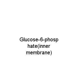 Glucose-6-phosphate(inner membrane)